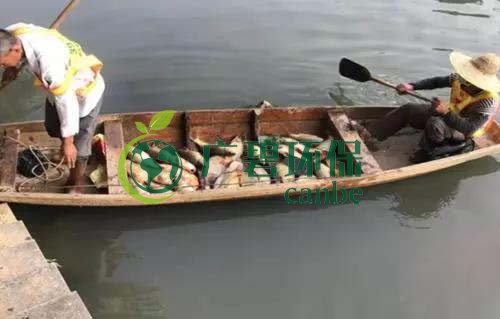 廣州旺旺食品廢水直排，永和河大量魚(yú)類(lèi)死亡(圖1)